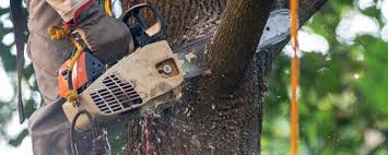 Best Commercial Tree Services  in Diboll, TX