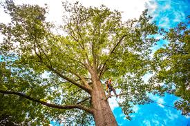 Best Utility Line Clearance  in Diboll, TX