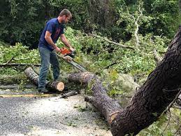 Best Tree Trimming and Pruning  in Diboll, TX