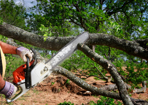 Best Lawn Mowing  in Diboll, TX